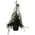Jedlovec kanadský převislý FloraSelf Tsuga canadensis 'Pendula' výška 60-80 cm květináč 7,5 l – Hledejceny.cz