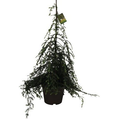 Jedlovec kanadský převislý FloraSelf Tsuga canadensis 'Pendula' výška 60-80 cm květináč 7,5 l – Hledejceny.cz
