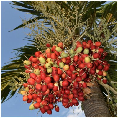 Palma - Carpentaria acuminata - semena palmy - 4 ks – Zboží Mobilmania