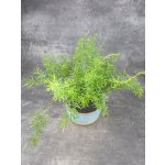 Asparagus Sprengeri 12 cm – Hledejceny.cz