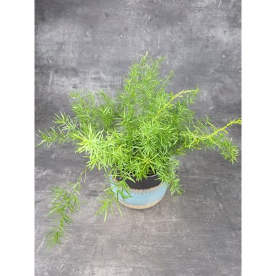 Asparagus Sprengeri 12 cm – Hledejceny.cz