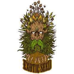 Exotic Seeds Quick Sherbet semena neobsahují THC 10 ks