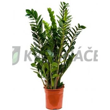 Zamioculcas zamiifolia 24x90cm