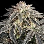 Advanced Seeds Permanent Marker semena neobsahují THC 1 ks – Hledejceny.cz