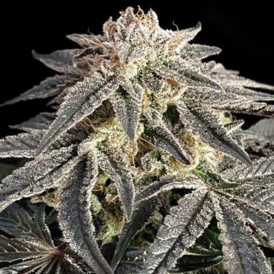 Advanced Seeds Permanent Marker semena neobsahují THC 1 ks – Hledejceny.cz