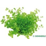 Micranthemum umbrosum - Malokvětka tmavá – Zboží Mobilmania