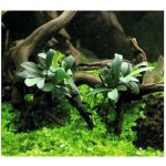 Bucephalandra spec. Serimbu Brown – Zboží Dáma
