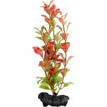 Tetra rostlina Red Ludwigia 23 cm – Zboží Mobilmania