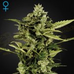 Green House Seeds Auto-Bomb semena neobsahují THC 1 ks – Zboží Mobilmania