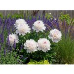 Pivoňka 'Alertie' v květináči – Zboží Mobilmania