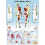 EuroGraphics Lidské tělo 1000 dílků – Sleviste.cz