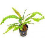 Cryptocoryne balansae - Kryptokoryna kadeřavá – Hledejceny.cz