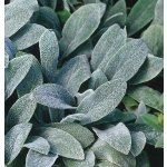 Stachys byzantina Velikost hrnku: 0,5 l – Zboží Dáma