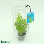 Lysimachia nummularia aurea – Zboží Dáma