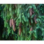 Picea abies Prodejní velikost: 080/100, Velikost hrnku: 3 l Smrk ztepilý – Hledejceny.cz