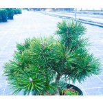 Pinus uncinata 'Globosa' Prodejní velikost: 020/030, Velikost hrnku: 5 l – Hledejceny.cz