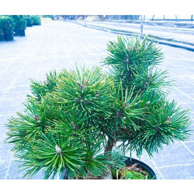 Pinus uncinata 'Globosa' Prodejní velikost: 020/030, Velikost hrnku: 5 l – Hledejceny.cz