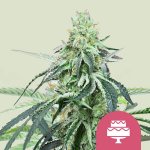 Royal Queen Seeds Wedding Gelato semena neobsahují THC 3 ks – Hledejceny.cz