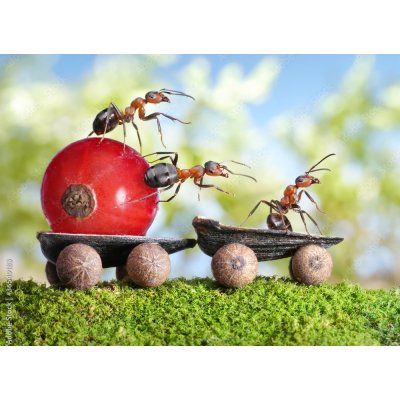 WEBLUX 36549183 Fototapeta vliesová ants deliver red currant with trailer of sunflower seeds mravenci dodávají červený rybíz s přívěsem slunečnicových semen rozměry 100 x 73 cm – Zboží Mobilmania