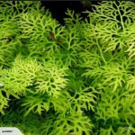 Ceratopteris siliquosa - Rohatec jemnolistý – Zbozi.Blesk.cz