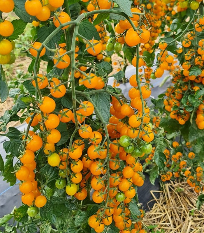 Rajče Perlino žluté F1 - Solanum lycopersicum - semena rajčete - 6 ks