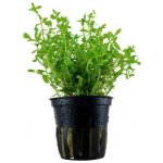 Rotala sp. Green – Zboží Dáma