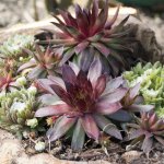Netřesk Skalní růže směs Sempervivum hybridum semena 30 ks – Hledejceny.cz