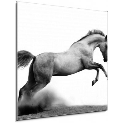 Skleněný obraz 1D - 50 x 50 cm - silver-white stallion on black stříbrný – Zboží Mobilmania