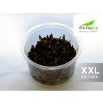 Alternanthera reineckii - Plevuňka reinekova – Sleviste.cz