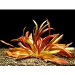 Echinodorus Rubin narrow leaf - Šípatkovec Rubin Narrow Leaf – Zboží Dáma