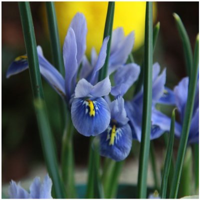 Kosatec Sapphire Beauty - Iris hollandica - cibuloviny - 3 ks