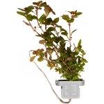 Ludwigia palustris Super Red – Zboží Mobilmania