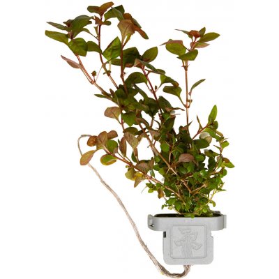 Ludwigia palustris Super Red – Zboží Mobilmania