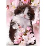 Norimpex Diamantové malování Černobílé kotě 30 x 40cm – Hledejceny.cz