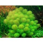 Limnophila aquatica - Bahnatka vodní – Zboží Dáma Limnophila aquatica - Bahnatka vodní – Zboží Dáma