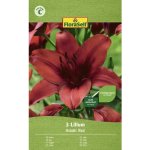 Lilie asijská červená Floraself 3 ks – Hledejceny.cz