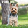 Kalendář Yorkshire Terrier Square Dog Breed Wall 16 Month 2024