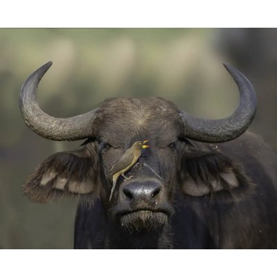 Fotografie - Moshe, Mallal: Kosmetika - reprodukce obrazu – Hledejceny.cz