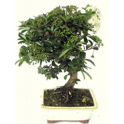 Vyhledavani Ficus Bonsai Heureka Cz Vyhledavani Ficus Bonsai Heureka Cz