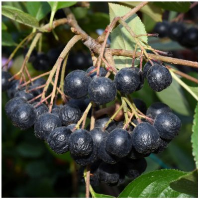 Černý jeřáb - Aronia melanocarpa - prodej semen- 7 ks