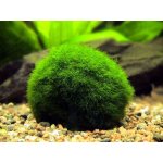 Cladophora aegagropila Mechová koule 7 cm – Zboží Mobilmania