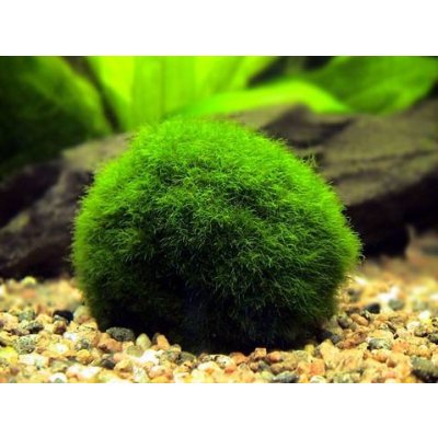 Cladophora aegagropila Mechová koule 7 cm – Zboží Mobilmania