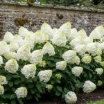 GREENBOSS FLOWER Hortenzie latnatá 'Magical Mont Blanc' 2l – Sleviste.cz