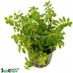 Ammania sp. Bonsai – Sleviste.cz