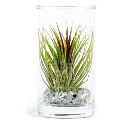Gardners Tillandsia ve skle Tillandsie, kykatka – Zboží Dáma
