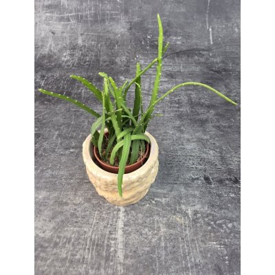 Lepismium Bolivianum mini – Zbozi.Blesk.cz