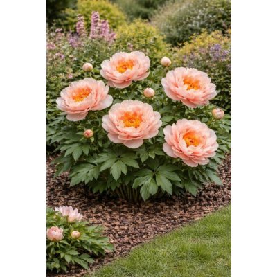 Pivoňka 'Summer Sunset' v květináči – Hledejceny.cz