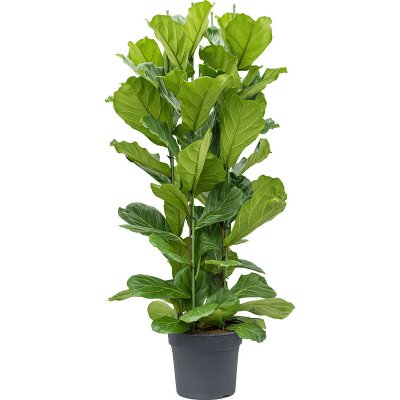 Gardners Ficus lyrata vícekmen, průměr 34 cm Fíkovník lyrovitý – Zboží Mobilmania