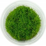 Eleocharis sp. Mini – Zboží Dáma