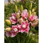 Lilie 'Roselily Mikaela ®' 1 ks – Zboží Dáma